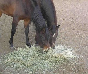 1024px-horsesandhay