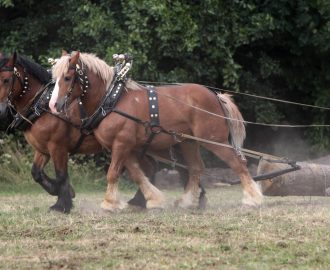 Hästar blir allt vanligare vid skogsarbete