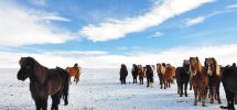 Islandshästar trivs i flock