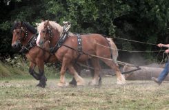Hästar blir allt vanligare vid skogsarbete